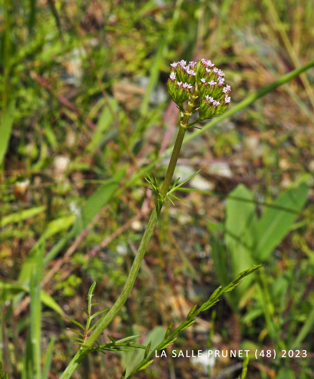 Valerian, Annual plant